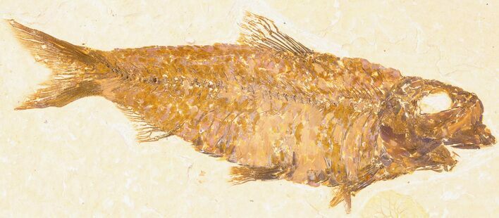 Large, Knightia Fossil Fish - Wyoming #78310